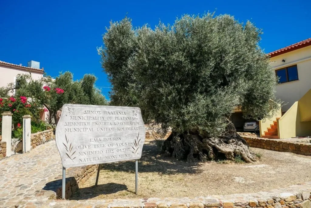 ancient olive tree vouves museum chania crete copyright 2022 allincrete.com 4 of 18 1024x683